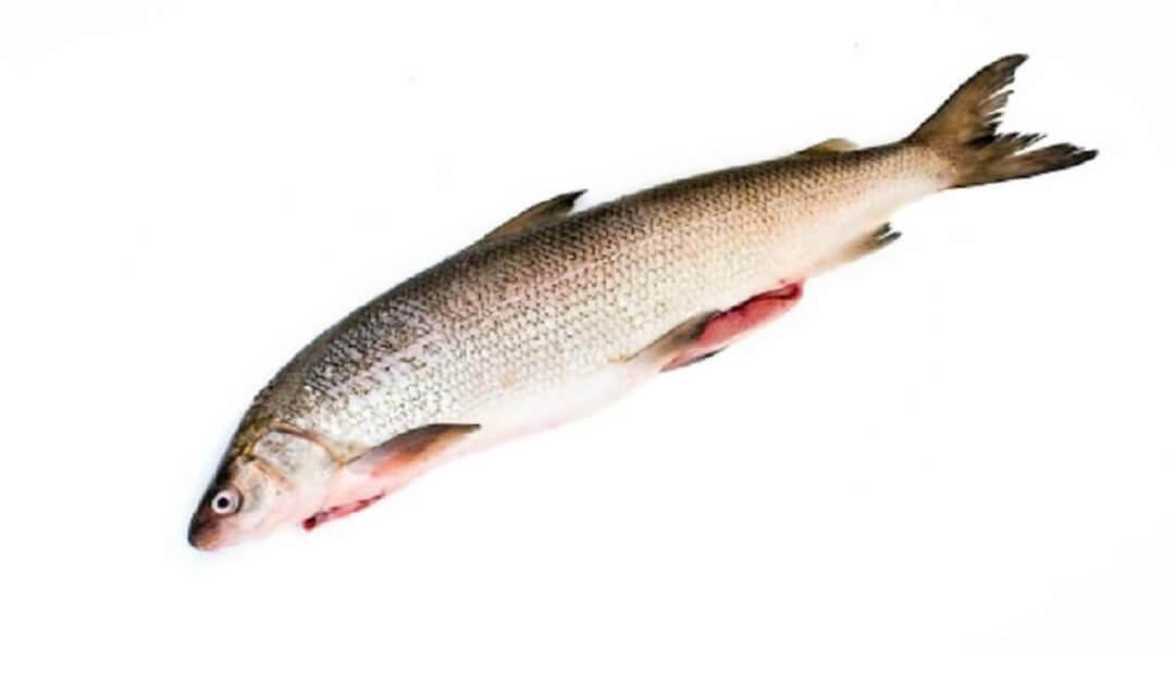 trout fish in hindi