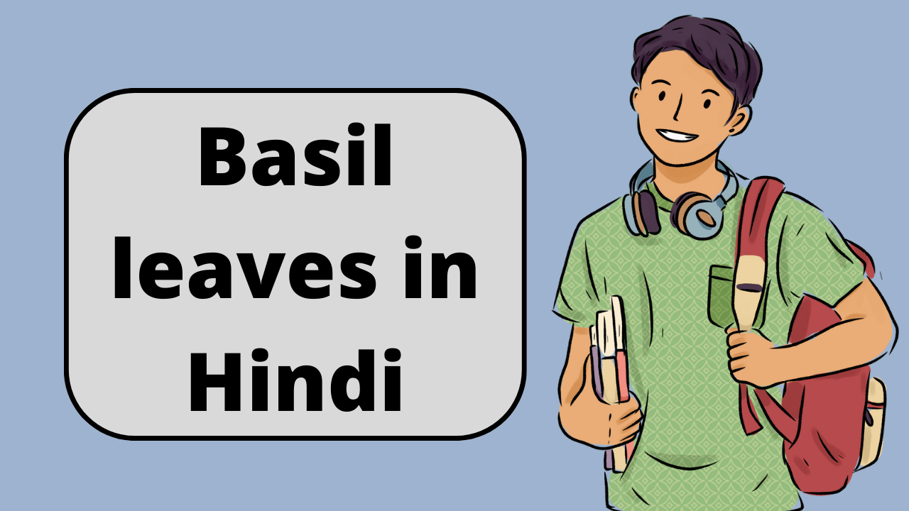 Basil leaves in Hindi