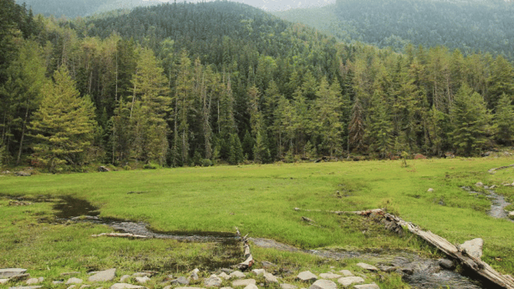 हिमाचल प्रदेश का राज्य वृक्ष कौनसा है? | himachal pradesh ka rajkiya vriksh kaun sa hai