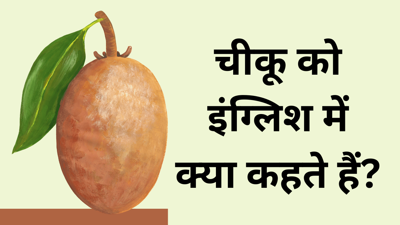 chikoo fruit in english